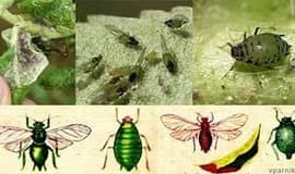 Хлорофос технический 97%