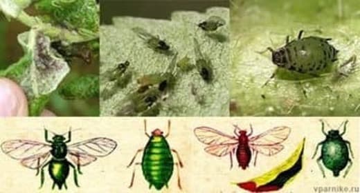 Хлорофос технический 97% Хлорофос технический 97%