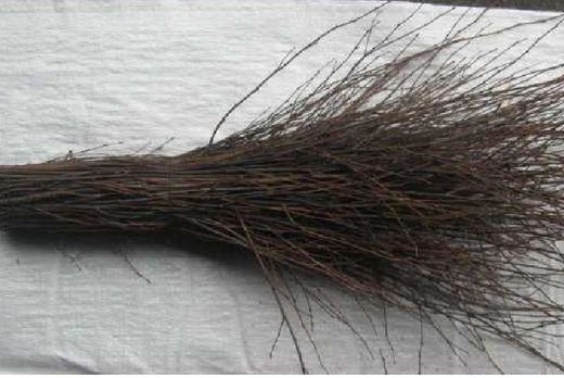 Метла березовая